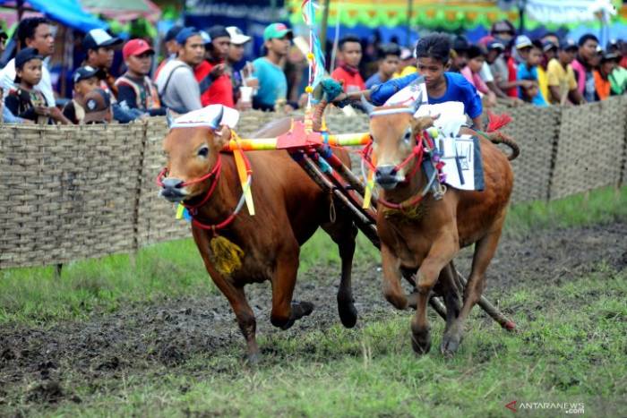Bull Racing Festival